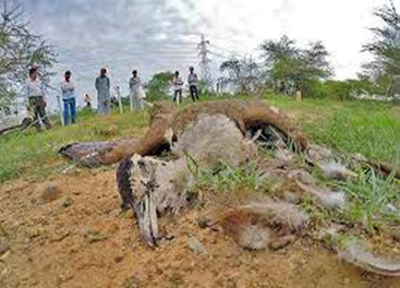 A Great Indian Bustard that allegedly died due to a collision with power lines.